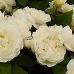 white rose varieties1