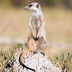 meerkat family3