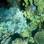 grande barriera corallina australiana morta4