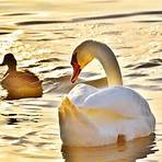 Swans4