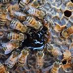 la apicultura en israel4