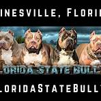 bully dogs for sale in florida1