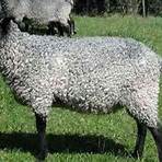 gotland sheep3