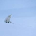 arctic fox information5
