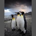Adventures of the Penguin King Film5