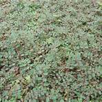 how to kill spurge weeds4