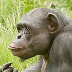 People of the Forest: The Chimps of Gombe filme3