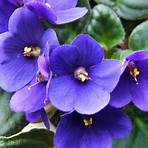 violeta flor significado3