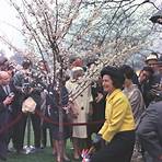 what is the history of washington dc cherry trees blossom2