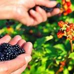 What if my blackberry is frozen or unresponsive?2