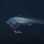 deep sea ghost shark2