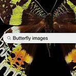 picture of butterfly1