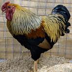 What is the difference between a rooster and a cockerel?3