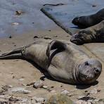when was the marine mammal center founded in the united states in 1970 one1
