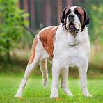 What is a St Bernard dog?3