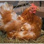 what does brood mean with chickens2