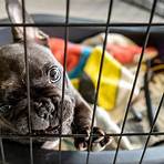 3 month old french bulldog1