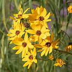 Can Coreopsis 'Moonbeam' be propagated?3