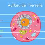 tierische und menschliche zelle2