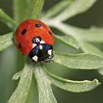 Ladybird, Ladybird4
