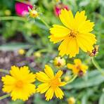 does coreopsis need deadheading flowers video3