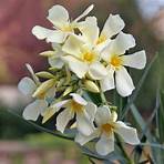 Weißer Oleander5