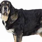 what is the largest breed of mastiff in the world3