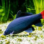 the rainbow fish2