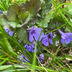 glechoma hederacea2