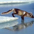 arctic fox information2