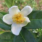 camellia sinensis2