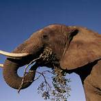 African bush elephant wikipedia3