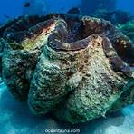How does a giant clam work?3