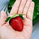 草莓種植方法4