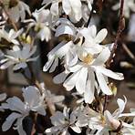 magnolia stellata royal star5