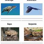 atividades classificação dos animais1