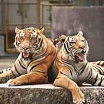 tiger life span3