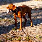 Where is the dog park on A1A in Fort Lauderdale?3