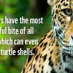 jaguar endangered species5