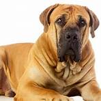 what is the largest breed of mastiff in the world4