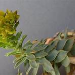 euphorbia myrsinites plants for sale1