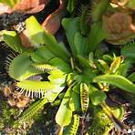 plantas carnivoras especies2