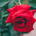 single rose images free3