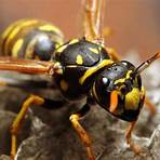 yellowjacket wasp species2