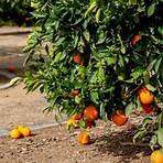 Lemon Grove, California, United States1