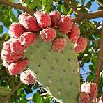 cactus con flores rojas2