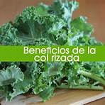 brassica oleracea var sabellica beneficios4
