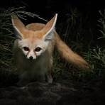 types of fox animals2
