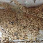 How do you identify carpenter ants?4