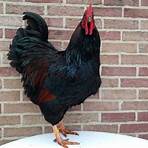 What is the difference between a rooster and a cockerel?4